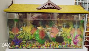 Aquarium with 5 pair of fishes