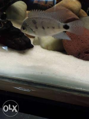 Argentea 4" pair and other exotic fishes available