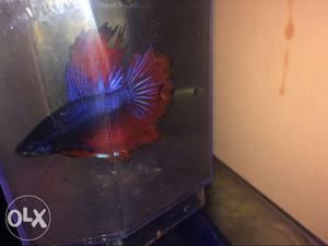 Betta Fish. Blue and Red Half Moon with Black