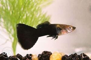 Black Guppy male and female ₹30 per pairs