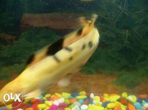 Black spotted aquarium cat fish 10inch