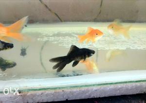 Blackmoore Goldfish,60Rs for 3