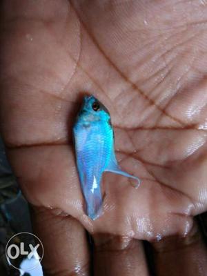 Blue Fish In Bhilai
