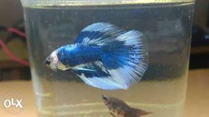 Blue and white koi betta available urgent sale