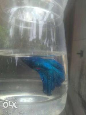 Blue fullmoon betta fish. Male for sale in kollam