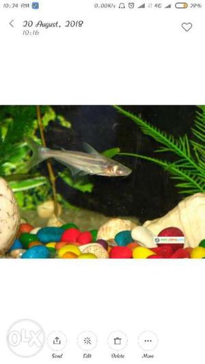 Blue line shark fish 2pair 60rs only