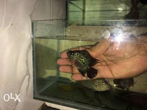 Bonsai flowerhorn fish