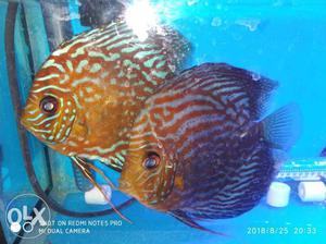 Breeding pair discus