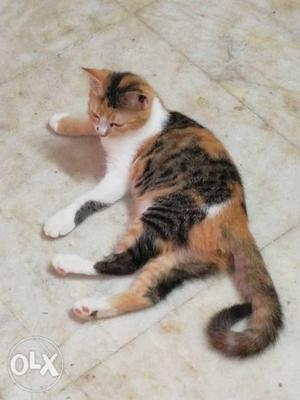 Calico kitten 2.5 months old for immediate sale