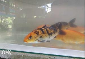 Carp Fish (15cm)