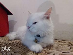 Cats/ male female 11 months old.(Persian)