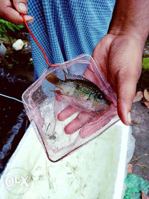 Chiklet Fish