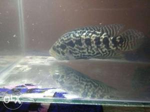 Cichlid fish (parachromis managuensis)