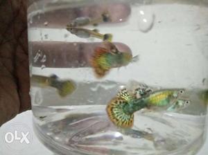 Cilly red guppies for sale