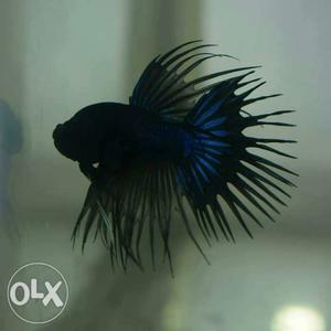 Croen tail betta fish black blue