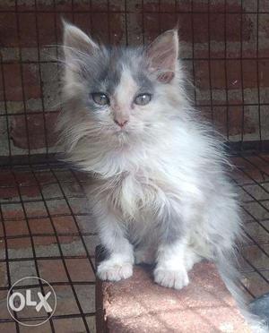 Doll face Persian kittens pair for sale near