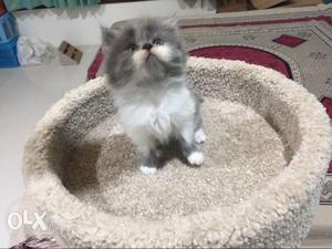 Doll face persian kittens 1.5 months old available for sell