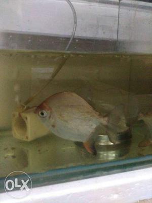 Doller Fish very urgent sell