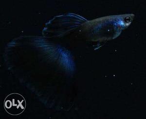 Electric blue ring guppy