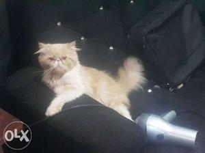 Extreme punch persian cat (male)
