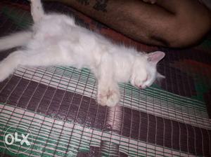 Female Persian cat 4months old price negotiable