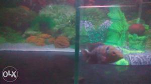 Female flower horn fish for sale. Egg laying started. Good