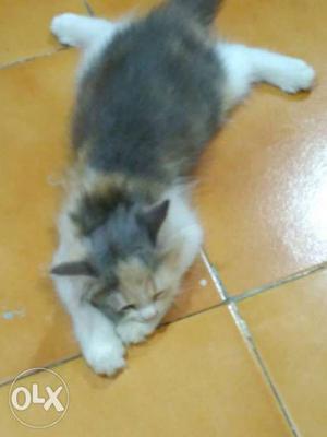 Female kitten, age 5month Allah name on left side