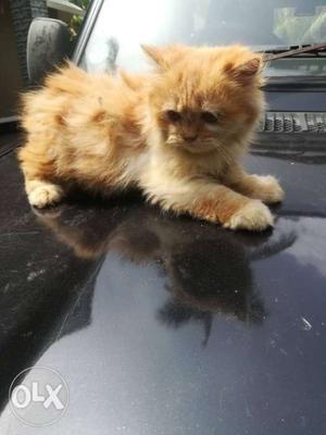Female pure breed Persian. (calico mother)