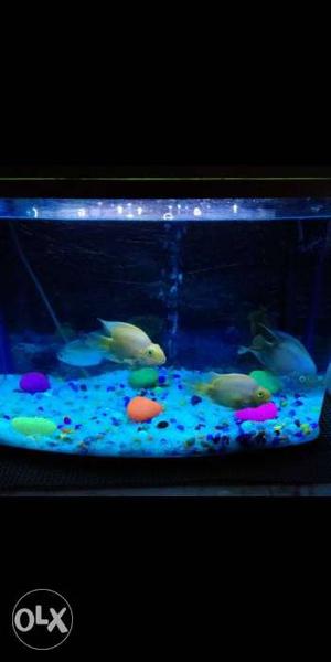 Fish Tank (rs Electrical) 2 Feet Size... With 4