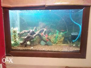 Fish tank 3x2x1.8 feet with fish, topfilter,