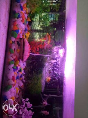 Fish tank and including fish and motor and light