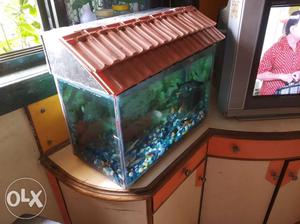 Fish tank  cm, with filter and fishes and