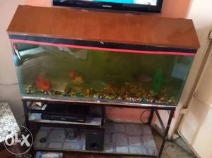 Fish tank "+cover+iron stand +flower horn fish +