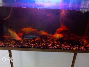 Fish tank fish &stand