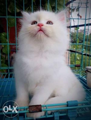 Flat Face Snow White Persian Kittens Available