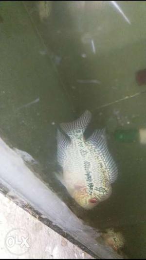 Flowerhorn imported magma srd for sale.Baby size with good
