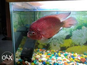 Flowerhorn only  only so Agressive