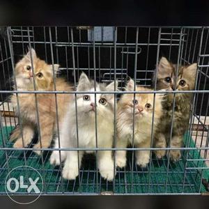 Four Beige And White Kittens