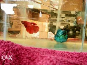 Full moon Betta fishes for sale