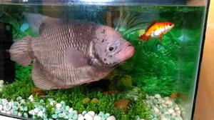 Gaint Gourami fish, 10 years old. (friendly & active)