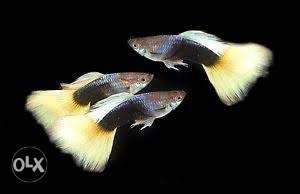 German yellow tuxedo guppy free delivery in