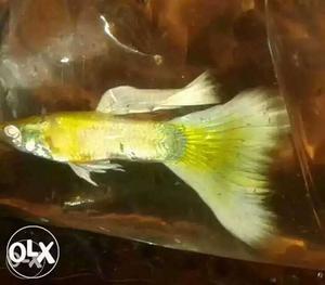 Golden Yellow Guppy available at Thrissur town