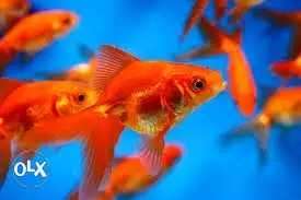 Goldfish with fancy tail