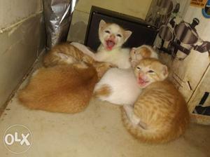 Good looking cats available for sale in nerul