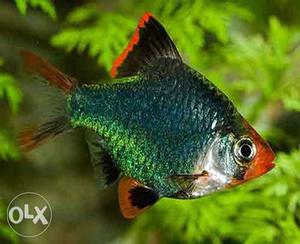 Good quality green barb fish available at