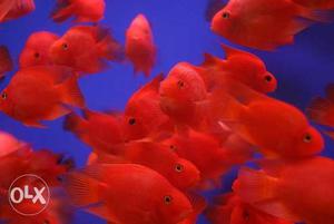Good quality red fish available 200 rs piace