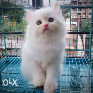 Gorgeous Persian Kitten Available for Sale