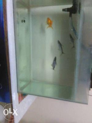 Gray Aquarium Fish