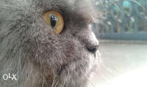 Gray Cat In Nedumpana