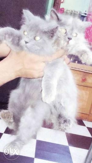 Gray Persian Female 4 month +